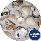 Beach Mix Shells - Value Pack